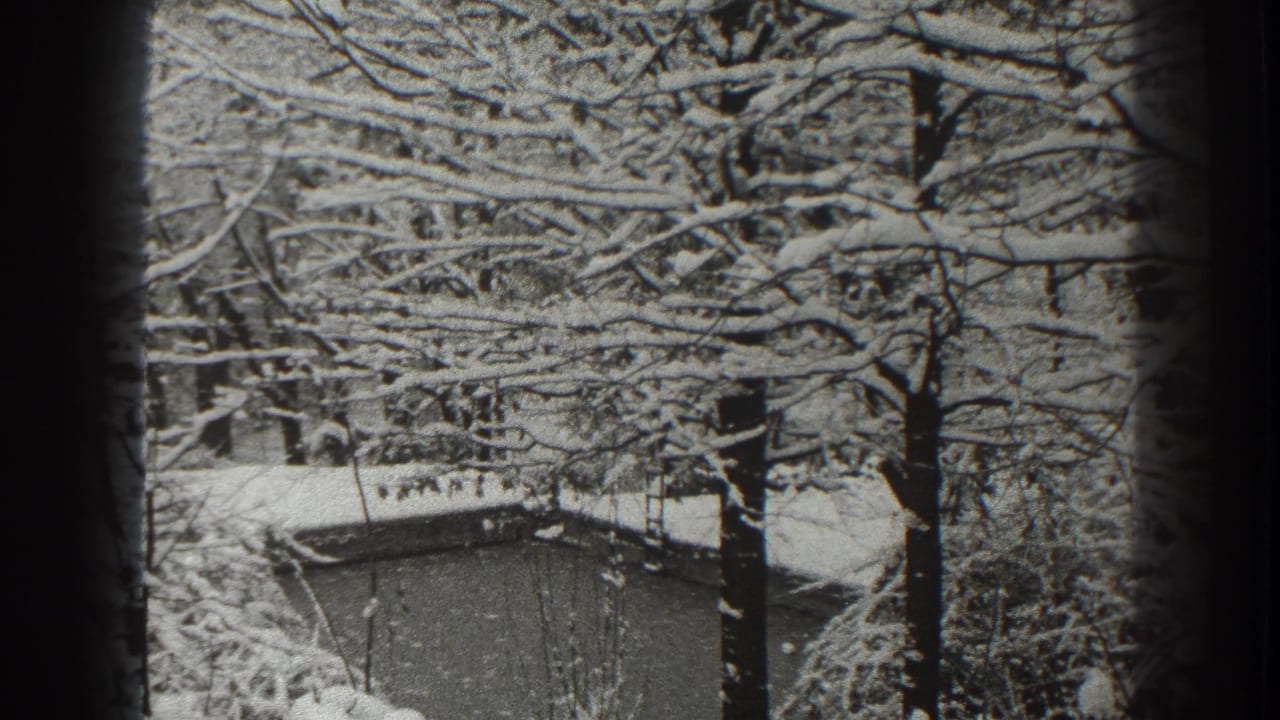 Snow-covered bare trees with a small roofline behind them.