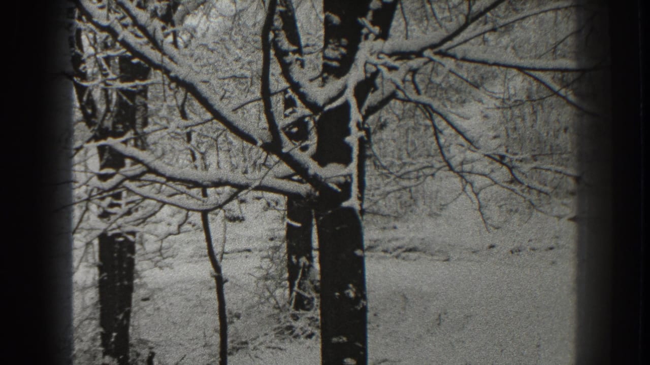 Snow-covered tree branches and dark trunks in a winter forest.