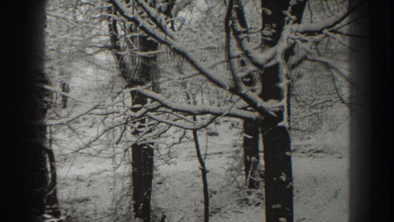 Frosted tree branches and trunks with snowy ground beyond.