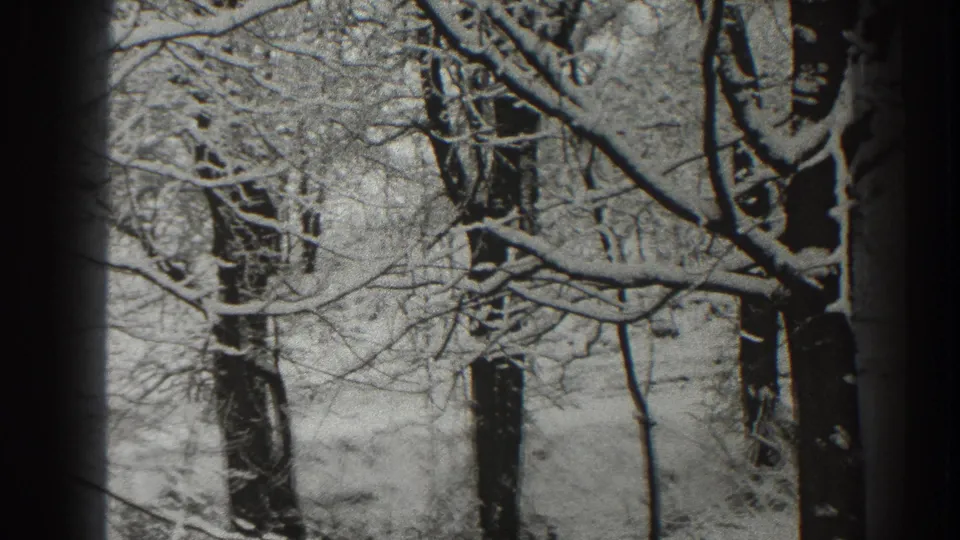 1938 home-movie still of a snowy forest in Martinsburg, with bare branches filling the frame and trunks in deep shadow.