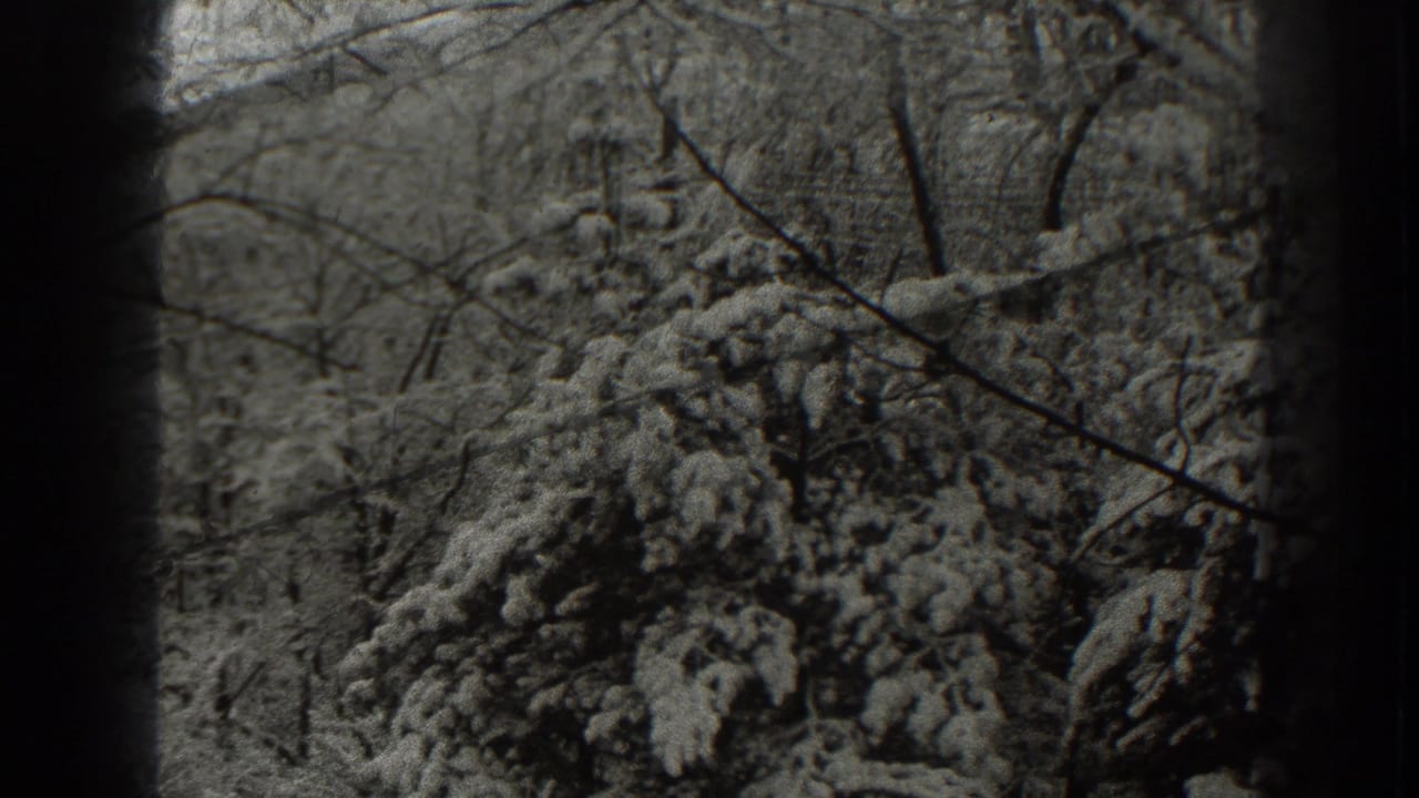 Snow-covered evergreen branches and bare limbs in a black-and-white woodland view.