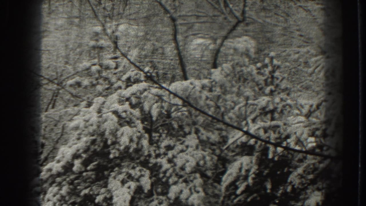 Snowy conifer branches fill the frame, with bare branches crossing the background.