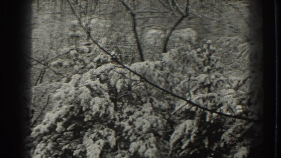 Close 8mm frame of a snowy Martinsburg-area forest, with evergreen branches weighed down by fresh snow.