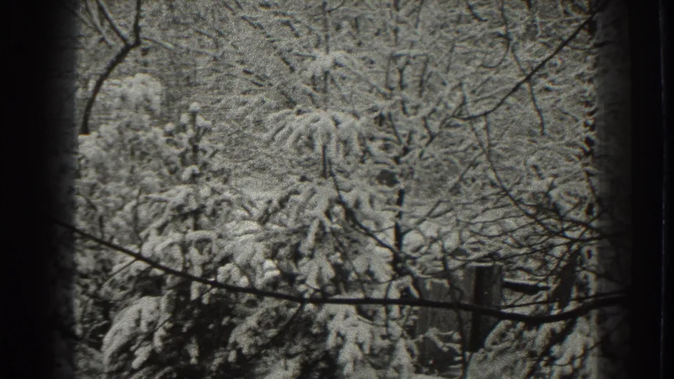 1938 Martinsburg home-movie frame showing snow-coated evergreens, bare branches, and a fence line in a quiet winter yard.