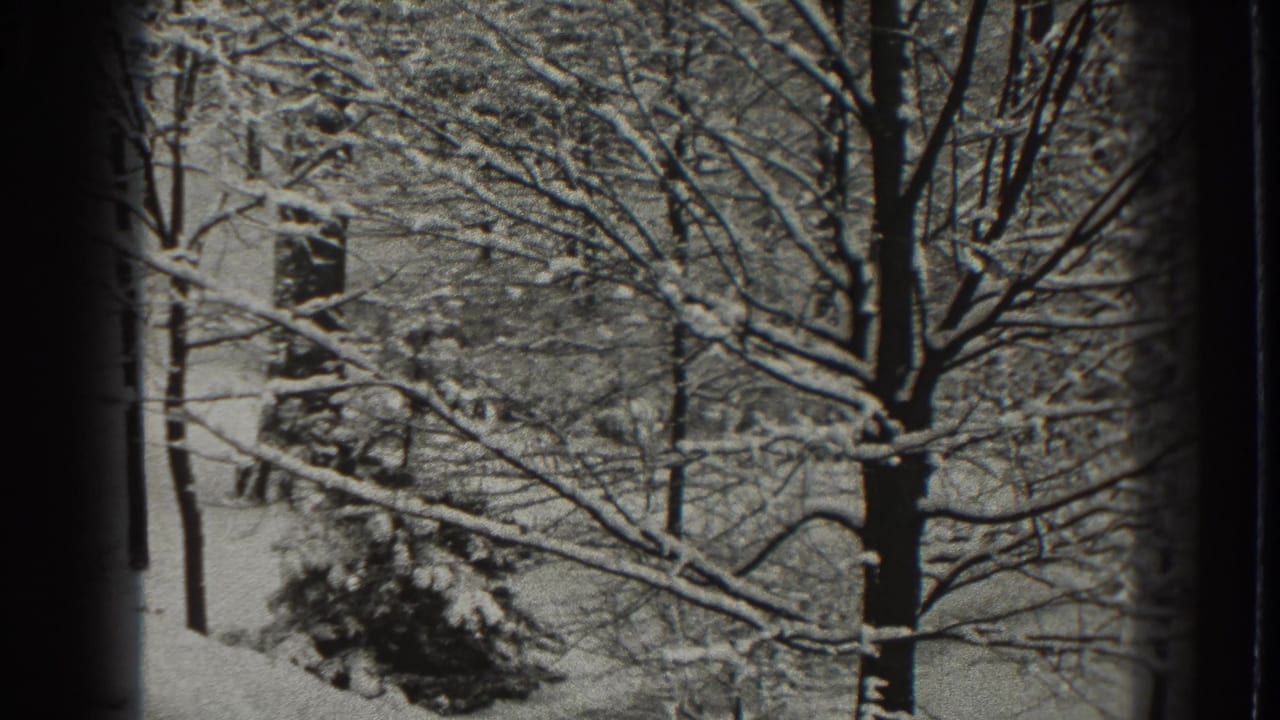 Snow-covered tree branches and evergreen foliage seen through dark frame edges.