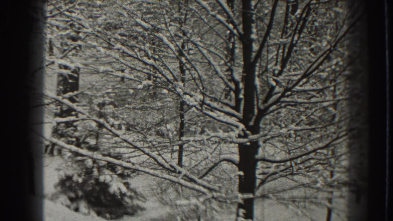 Bare tree with snow on branches beside evergreen foliage and pale ground.