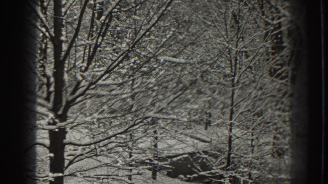 Snowy woodland with bare branches and a dark low shape near the ground.