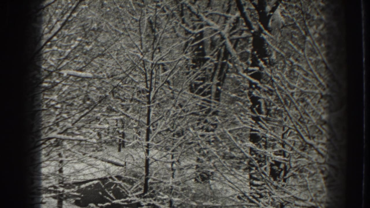 Snow-covered leafless trees and dark trunks in a winter woodland.
