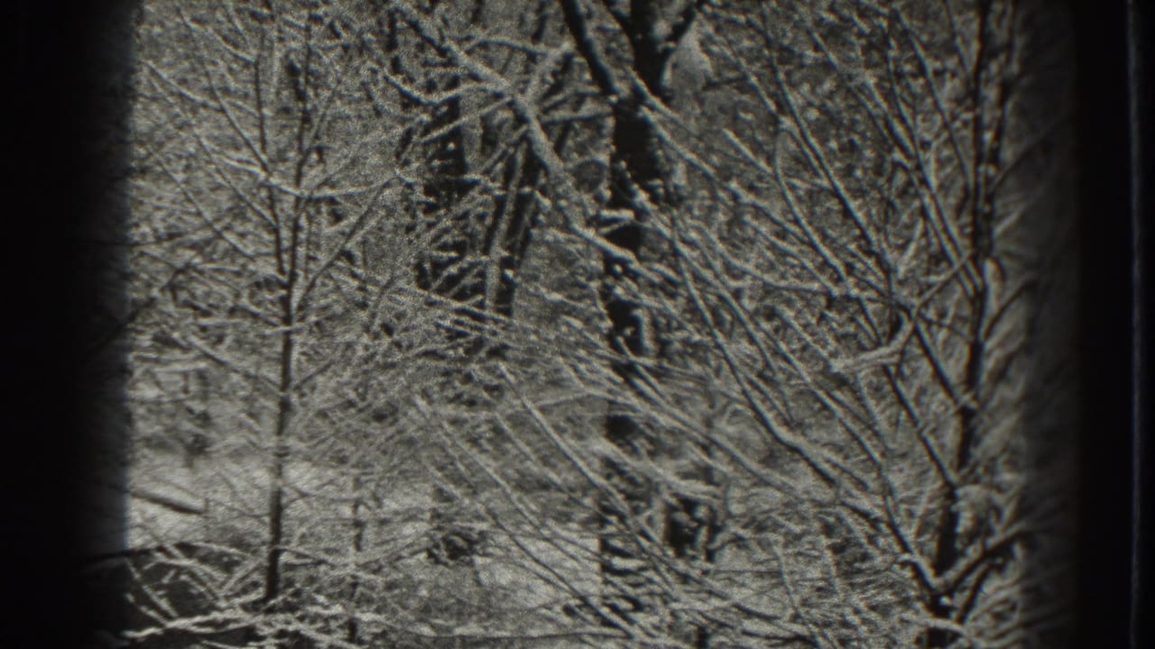 Dense bare branches and snow-covered trees seen through soft 8mm edges.