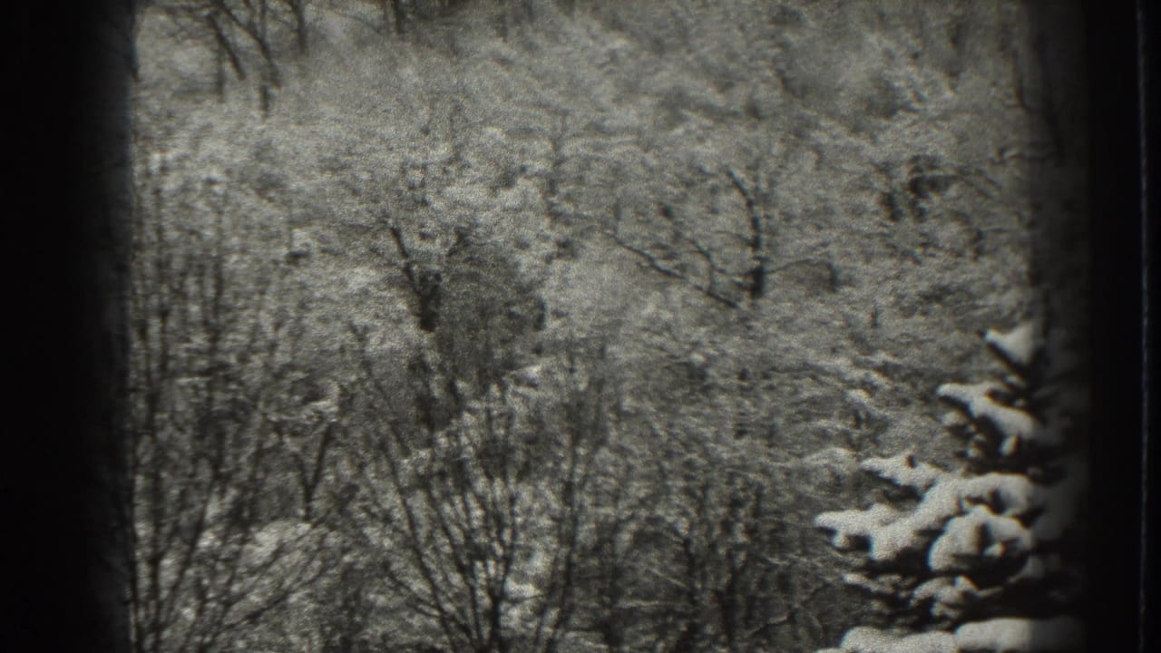 1938 Martinsburg, West Virginia 8mm frame with bare woodland and a snow-covered evergreen branch at right.
