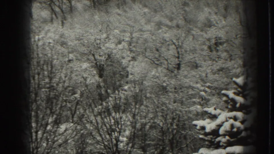 1938 Martinsburg, West Virginia 8mm frame with bare woodland and a snow-covered evergreen branch at right.