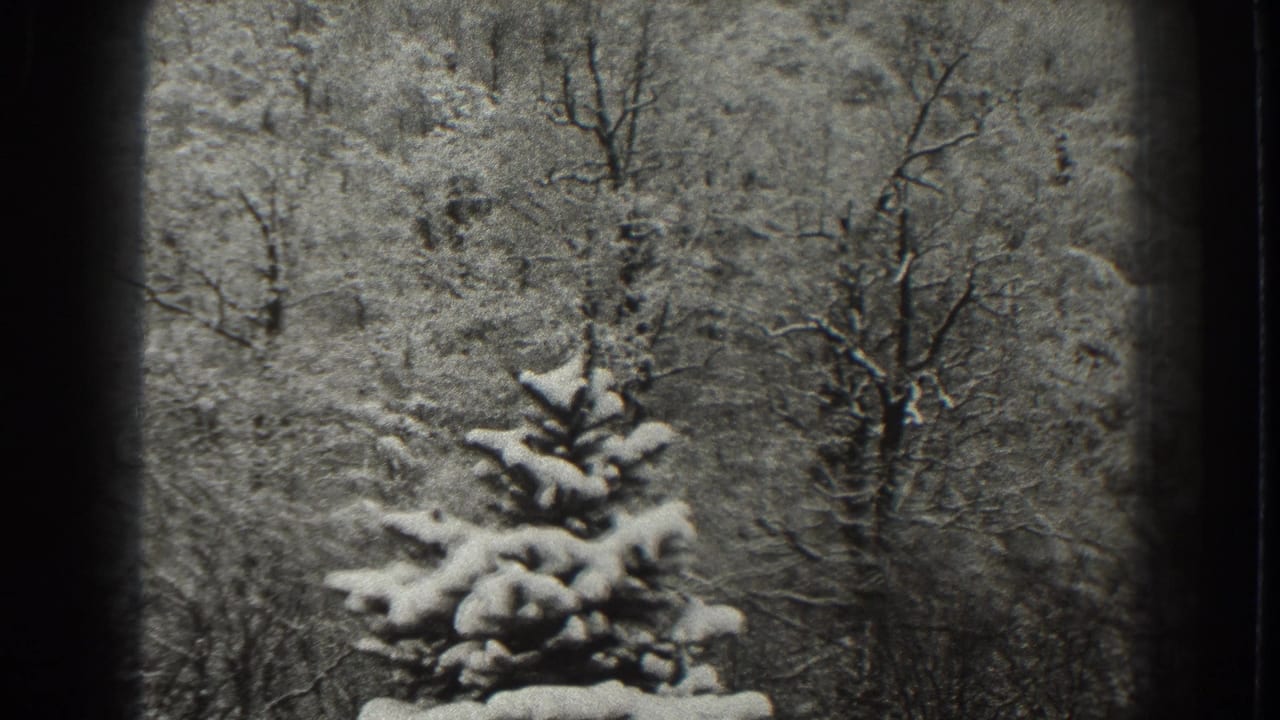 Snow-covered evergreen and bare trees in a wooded hillside scene.