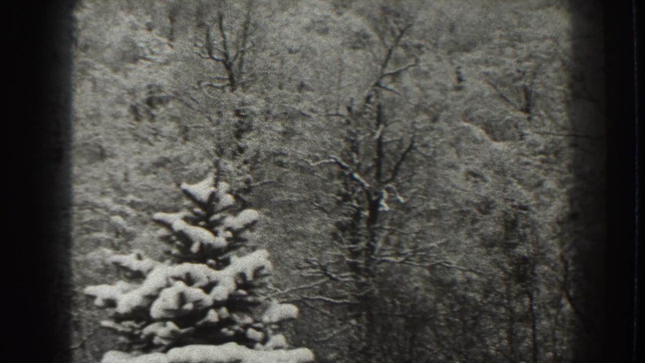 1938 Martinsburg frame with a snow-laden evergreen centered against dense bare winter trees and dark 8mm borders.