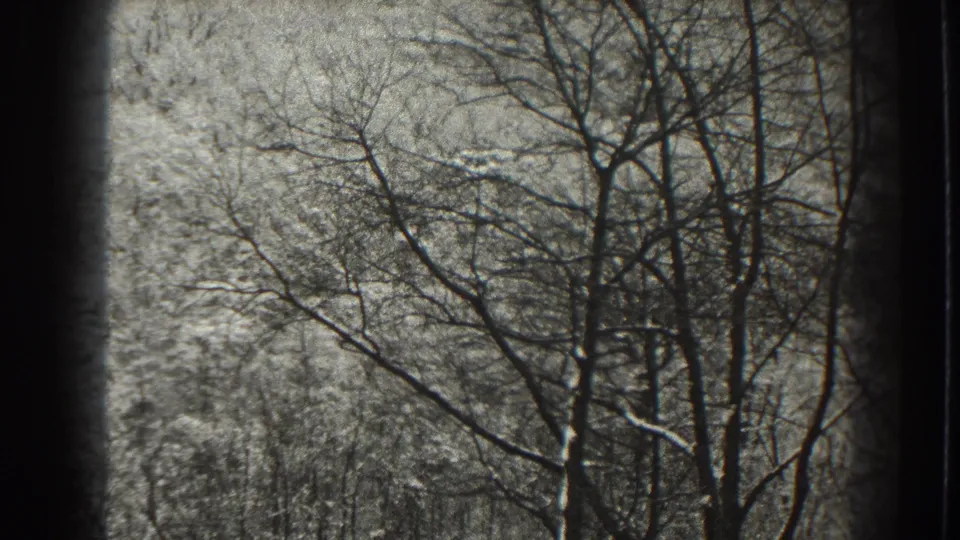 1938 Martinsburg, West Virginia 8mm frame showing dense bare branches and snow-covered woodland undergrowth.
