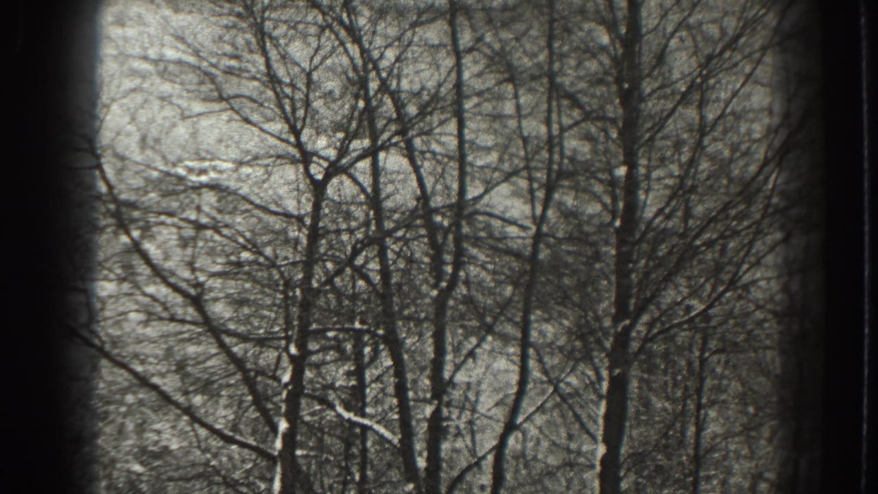 Monochrome 8mm frame from the Martinsburg, West Virginia clip showing a dense pattern of winter tree branches.