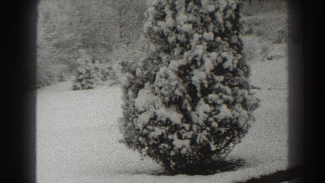 Snow-covered evergreen tree in a quiet winter landscape with dark film borders.