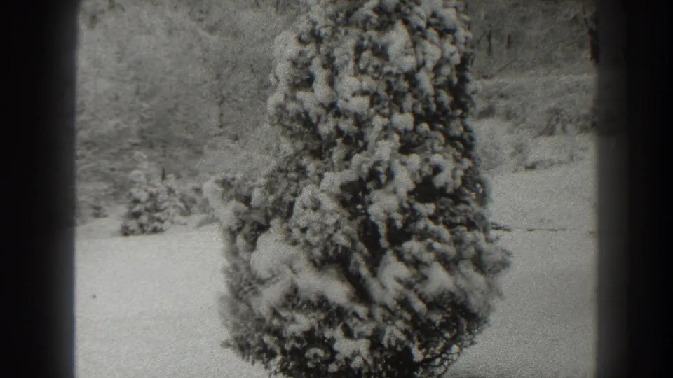 Snow-laden evergreen in Martinsburg, West Virginia, framed steadily in 1938 black-and-white 8mm footage.