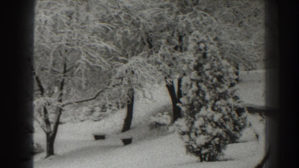 A snow-covered evergreen shrub and bare trees appear in a 1938 Martinsburg winter landscape shot on 8mm film.