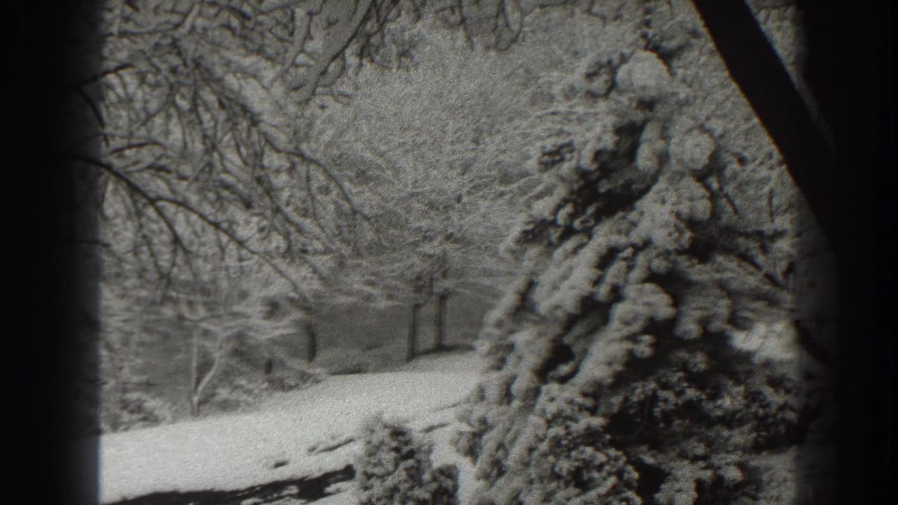 Snowy evergreen and bare winter branches beside a light ground surface.