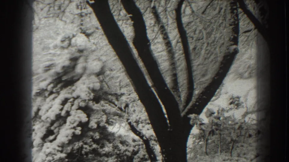 Martinsburg winter frame with dark foreground tree trunks, snow-covered branches, and a bright snowy background.