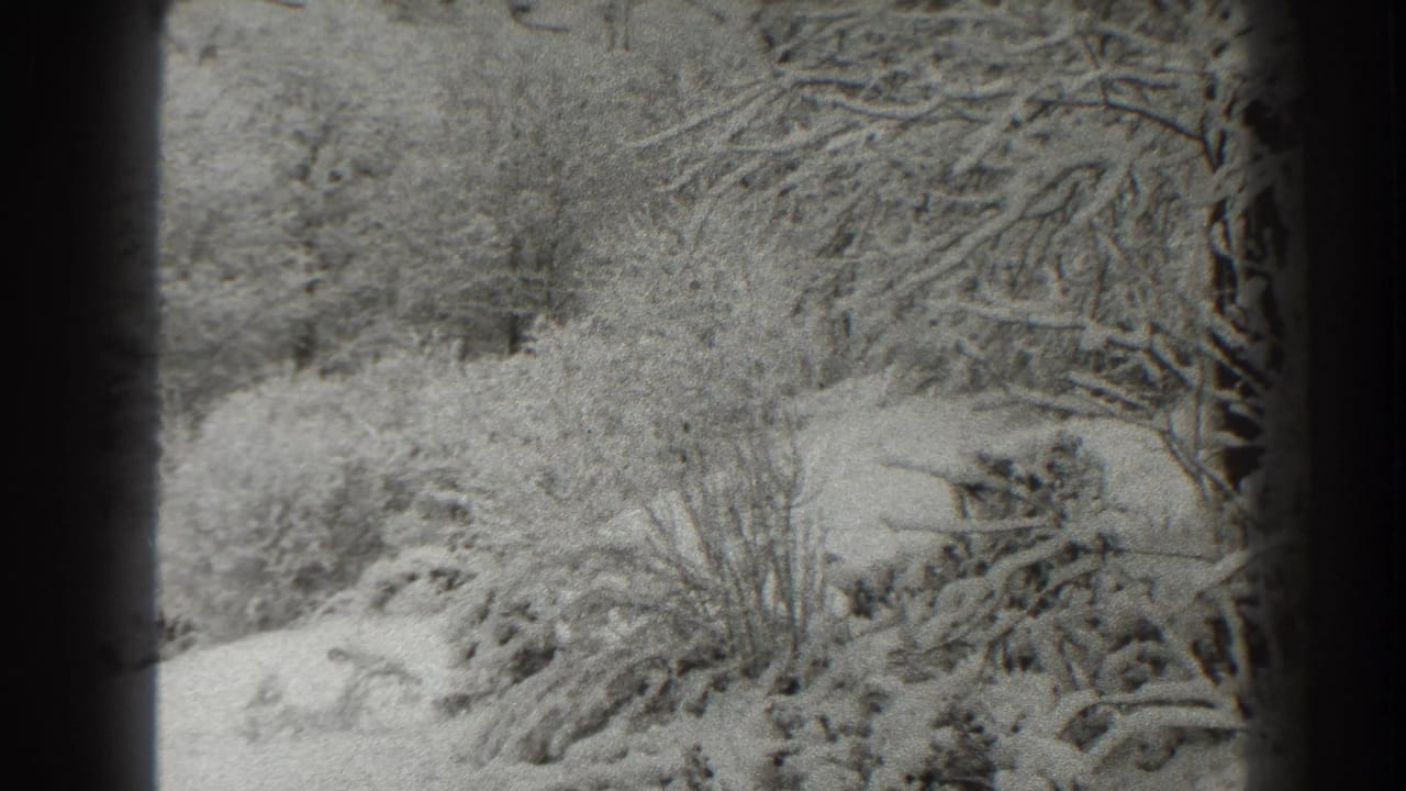 Snow-covered shrubs and bare trees seen through dark 8mm frame edges.