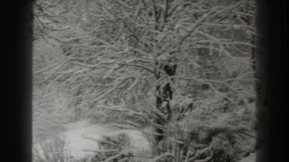 1938 Martinsburg frame showing a central snow-dusted tree trunk, tangled bare branches, low shrubs, and heavy 8mm grain.