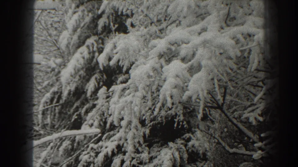 Snow rests heavily on evergreen branches in 1938 Martinsburg, West Virginia 8mm home-movie footage.