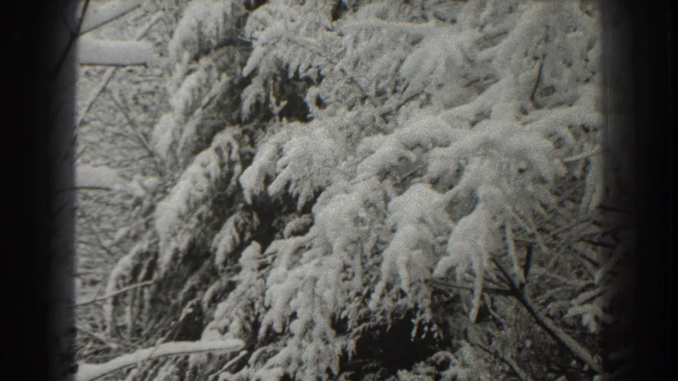 Snow-laden evergreen boughs appear against bare winter branches in the Martinsburg 1938 home-movie clip.