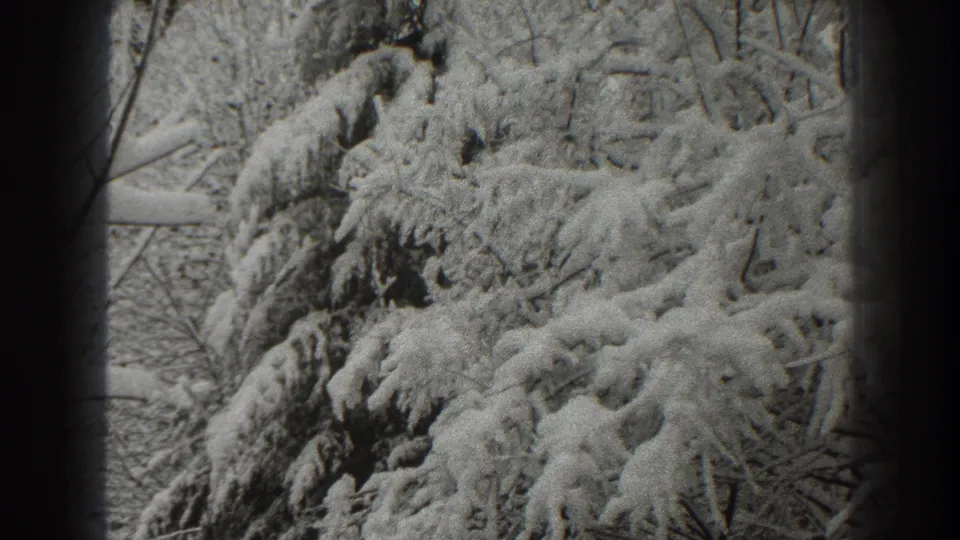 A close 1938 Martinsburg winter view shows snow hanging from evergreen branches with bare woods behind.