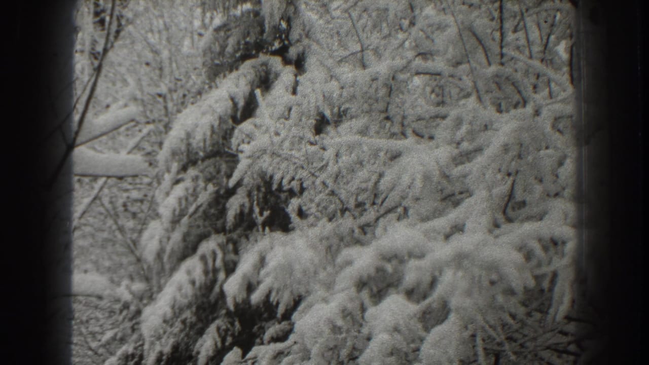 Snow-covered evergreen branches and bare trees in black and white.
