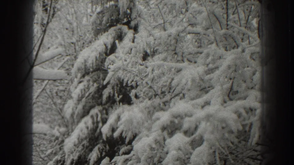 1938 Martinsburg home-movie frame showing snow-heavy evergreen boughs and bare woodland branches in black and white.