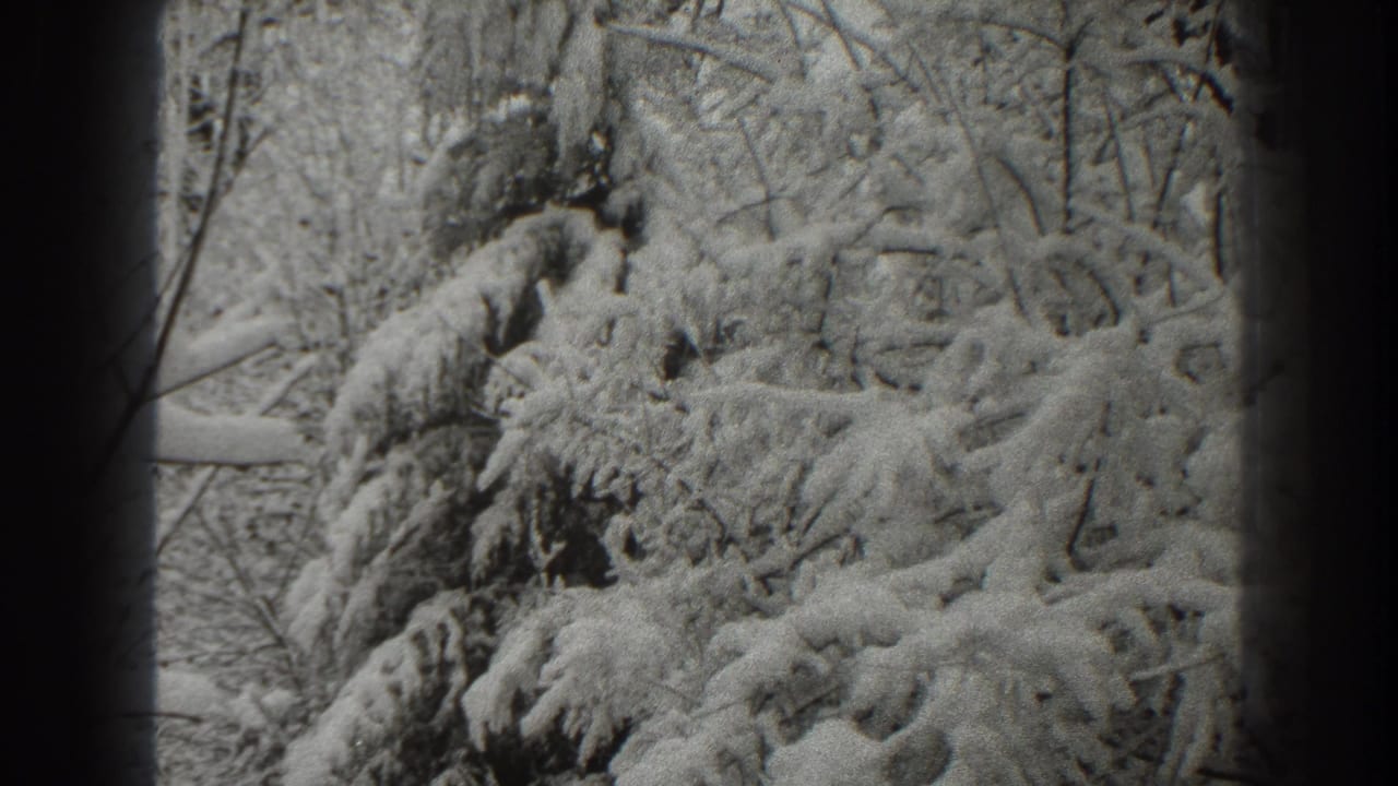 Snow-laden tree branches fill a grainy black-and-white frame.