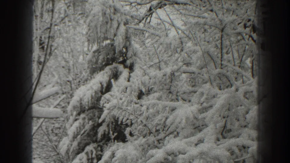 Late-1930s home-movie still showing snow-covered evergreen limbs and shrubs in Martinsburg, West Virginia.