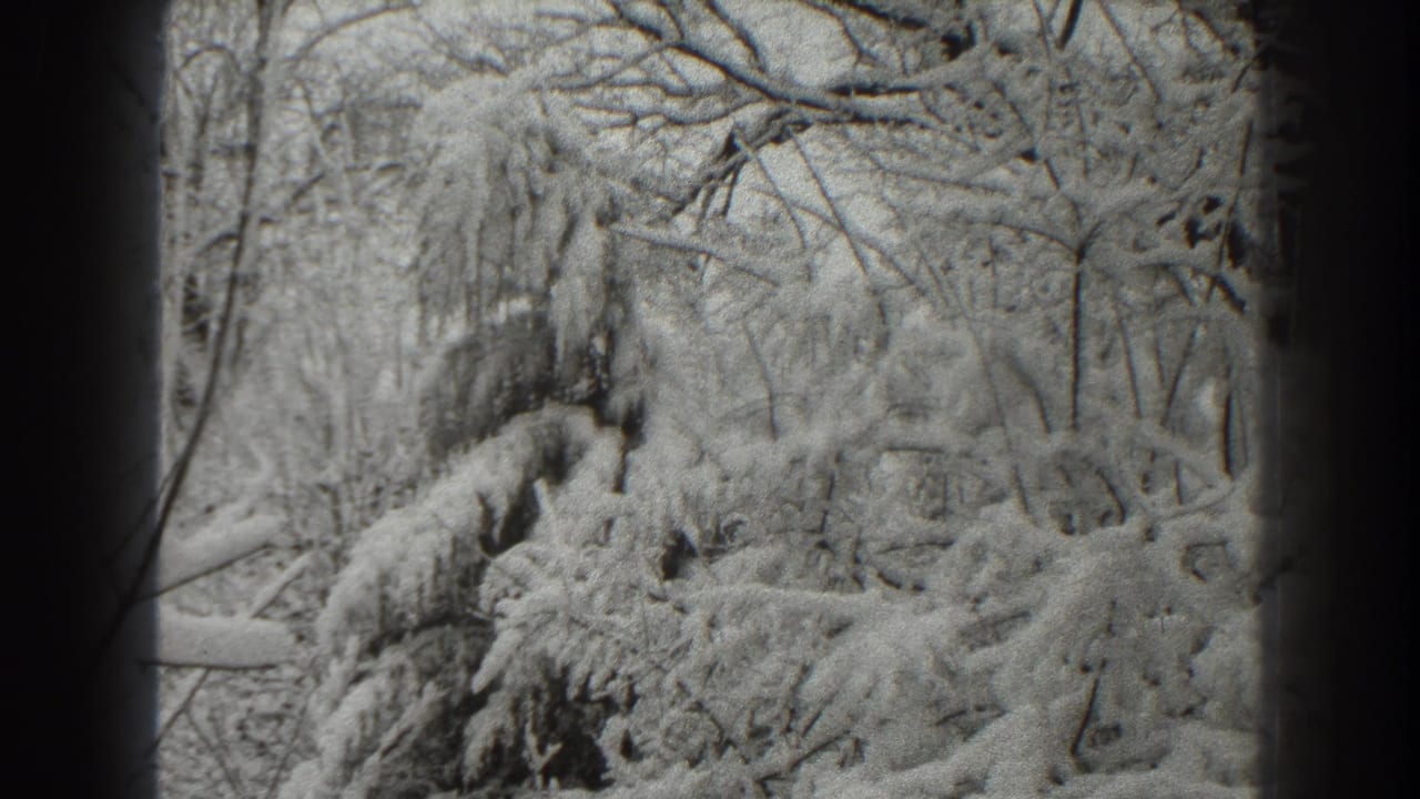 Snow-covered trees and branches in a black-and-white winter landscape.