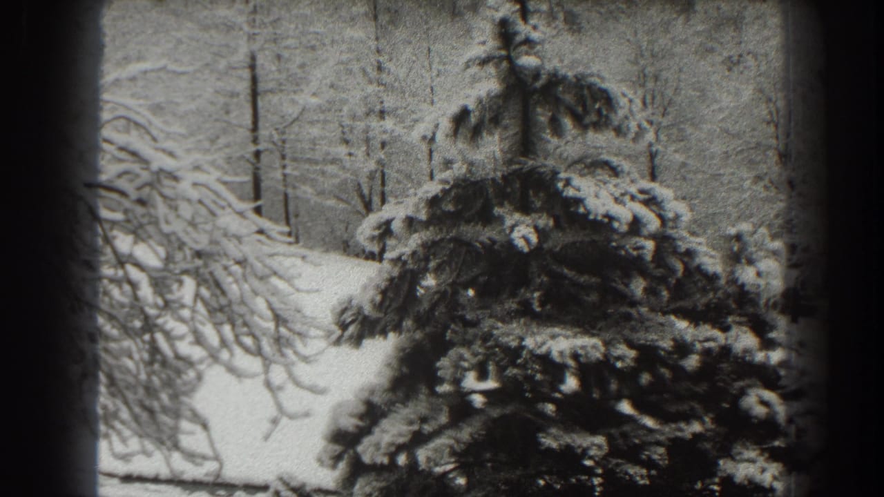 Snow-covered evergreen tree beside bare winter branches in a wooded landscape.