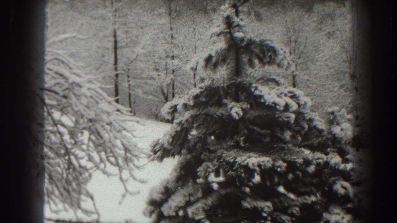 Snowy evergreen branches fill the foreground with bare trees in the background.