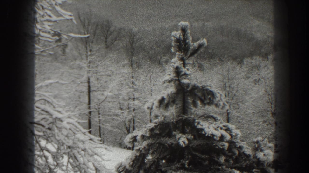 Snowy evergreen in front of bare trees and a distant winter hillside.