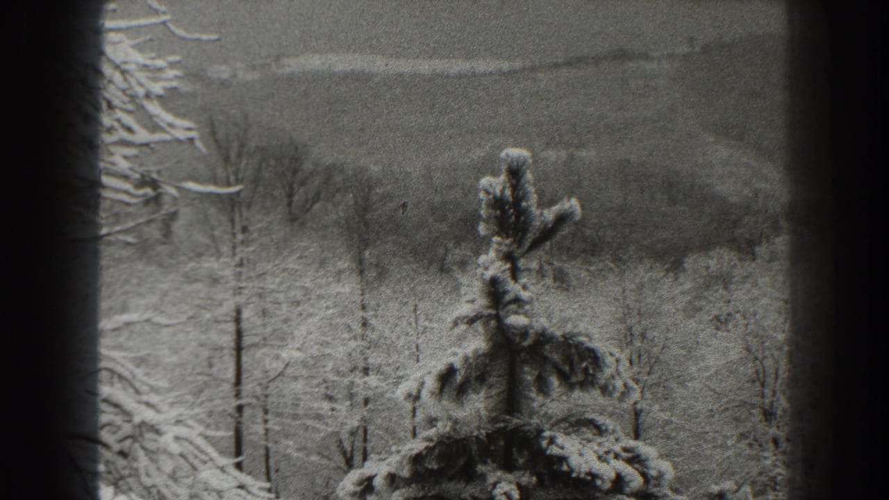 Snow-covered evergreen tree and bare woods seen through dark 8mm frame edges.