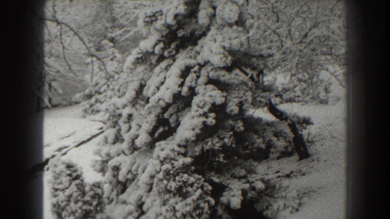 Closer view of a snow-heavy evergreen with bare branches behind it.