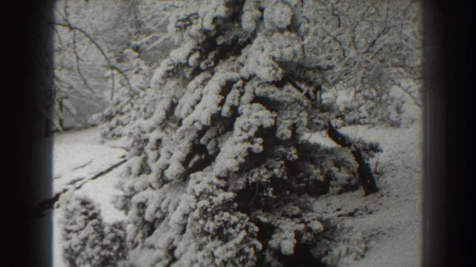 Snow-packed spruce branches fill the frame in this black-and-white 8mm winter view from Martinsburg, West Virginia.
