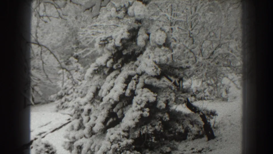 Final 8mm frame of the snow-laden spruce and surrounding winter woods in the Martinsburg, West Virginia footage.