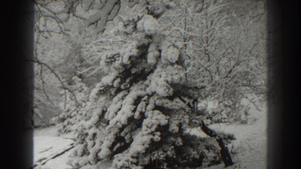 Snow-covered evergreen framed by bare winter trees and dark film borders.