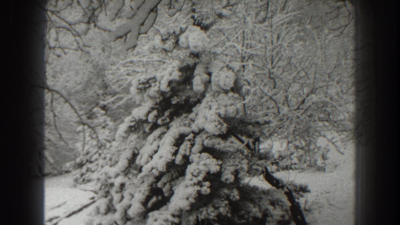 1938 Martinsburg, West Virginia home-movie still of a dense evergreen weighed down by snow.