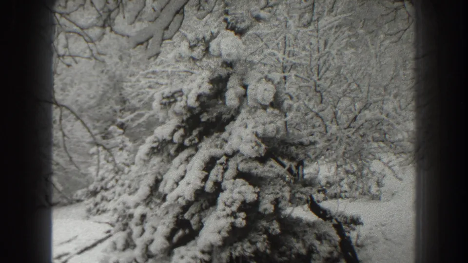 1938 Martinsburg, West Virginia home-movie still of a dense evergreen weighed down by snow.