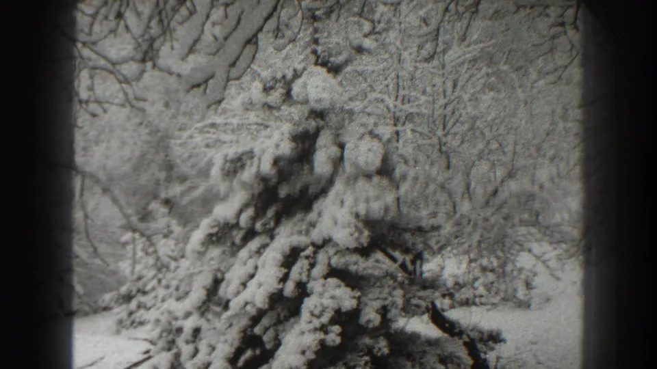 Soft 1938 8mm frame from Martinsburg showing a snow-covered evergreen in a quiet wooded area.