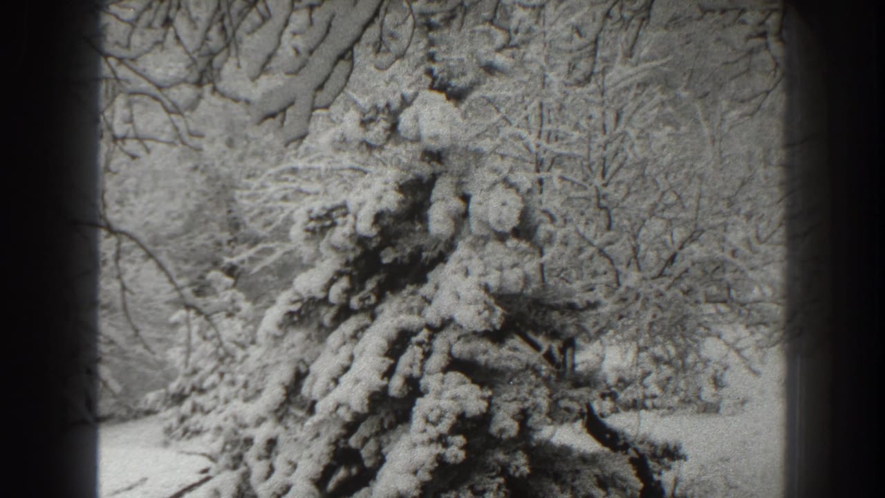 Snow-covered evergreen tree with bare winter trees behind it.