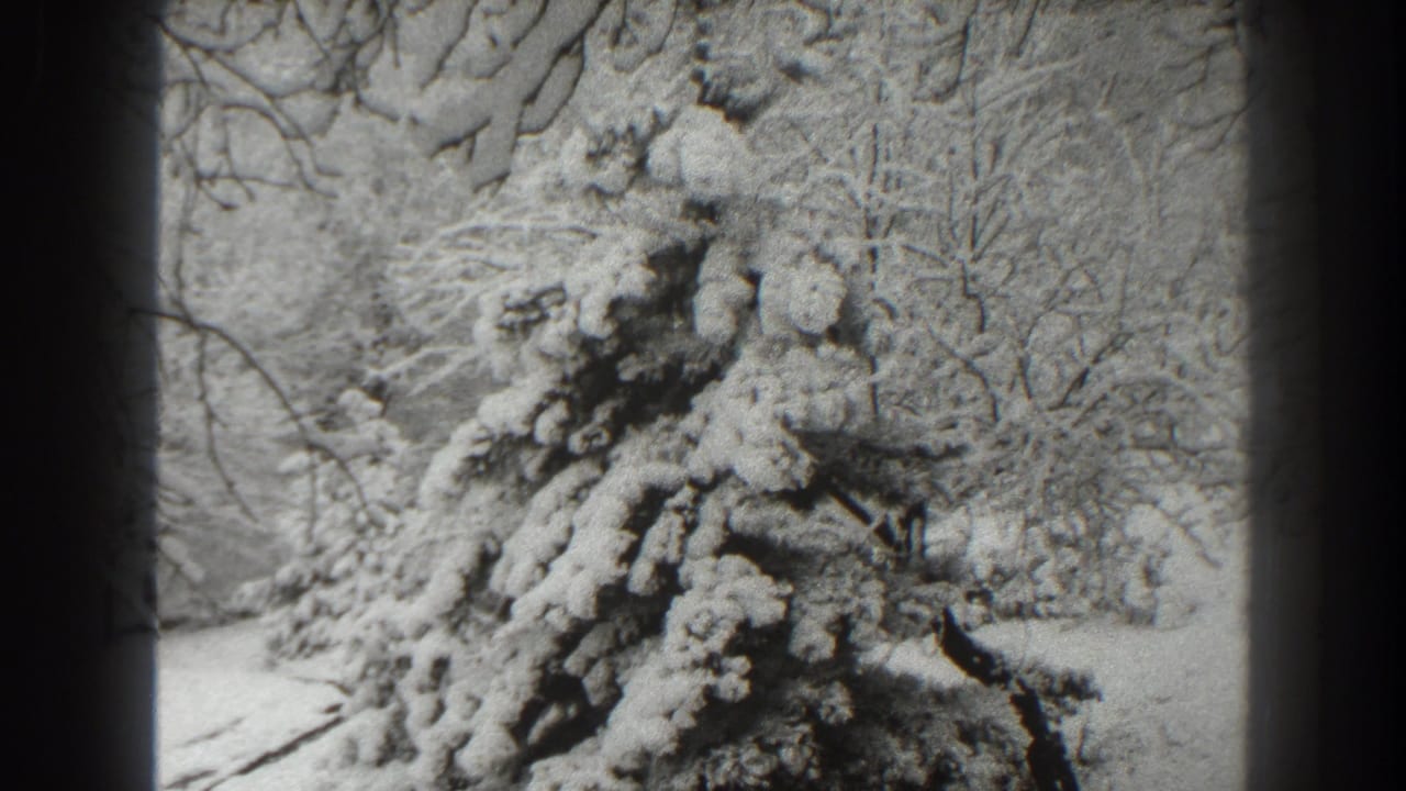 Snow-laden evergreen branches with bare trees in the background.