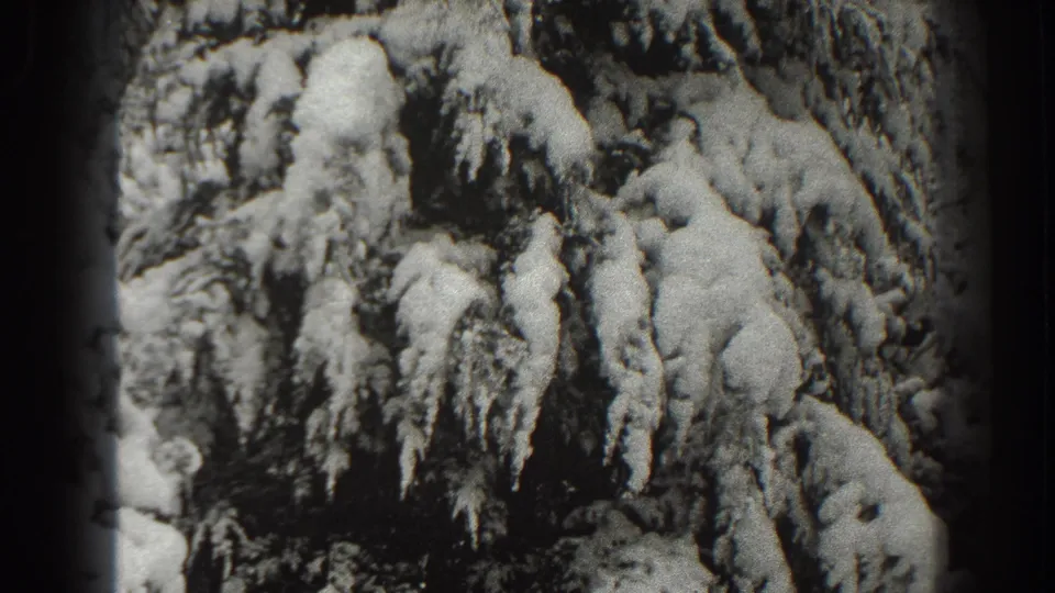 Close 1938 winter frame showing thick snow on drooping evergreen branches in Martinsburg, West Virginia.