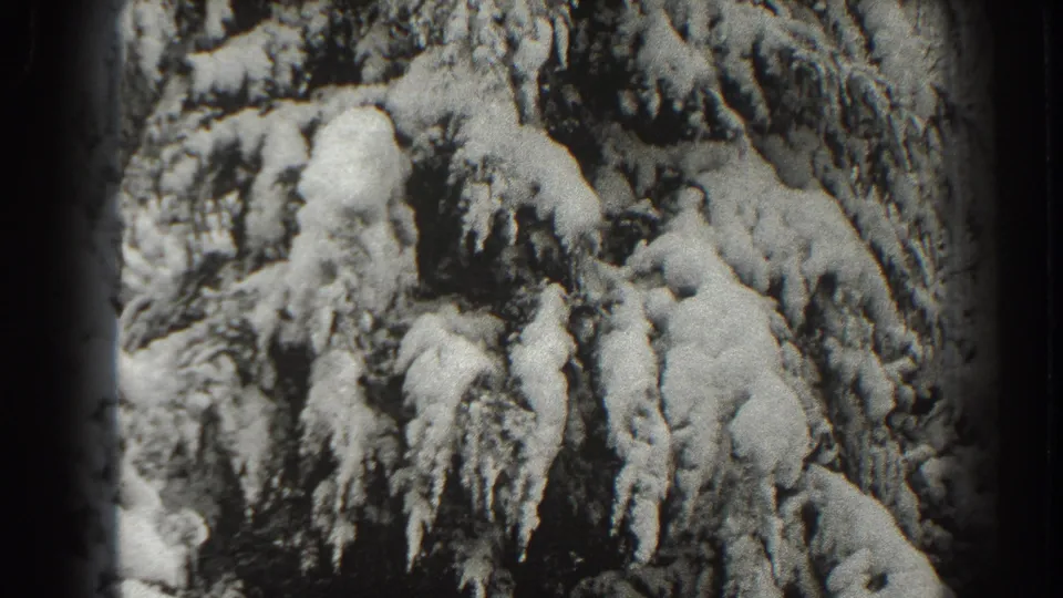 Soft black-and-white 8mm frame showing snow-heavy evergreen branches in the Martinsburg winter scene.