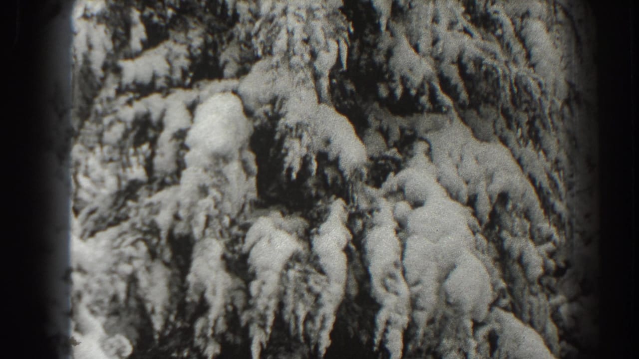 Snow-covered evergreen branches fill a black-and-white 8mm frame.